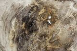 Polished Petrified Wood (Araucaria) Round - Madagascar #358042-1